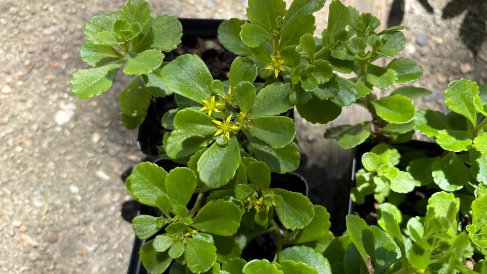 Russian Stonecrop (Sedum kamtschaticum) - Home Grown Plants - photo 2