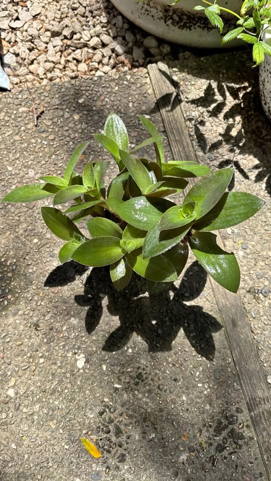Tradescantia Pallida Sillamontana (Fuzzy Sp.) mother plants