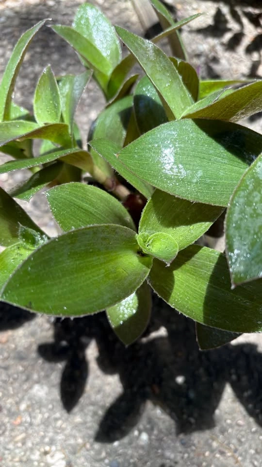 Tradescantia Pallida Sillamontana (Fuzzy Sp.) mother plants - photo 2