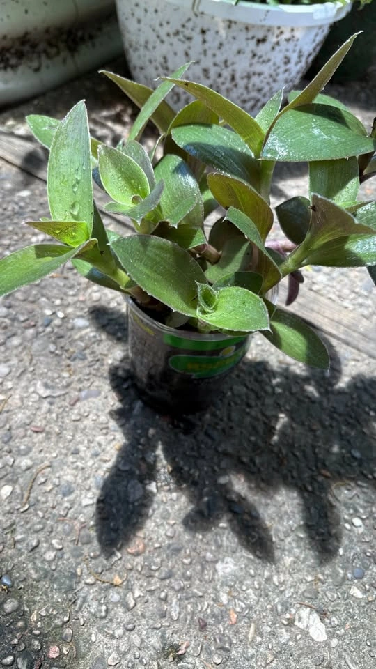 Tradescantia Pallida Sillamontana (Fuzzy Sp.) mother plants - photo 3