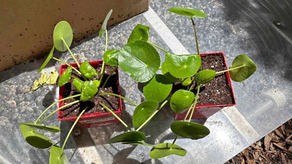 Money Plant (Pilea peperomioides) mother plant