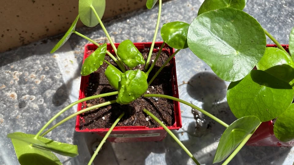 Money Plant (Pilea peperomioides) mother plant - photo 2