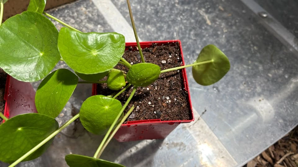 Money Plant (Pilea peperomioides) mother plant - photo 3