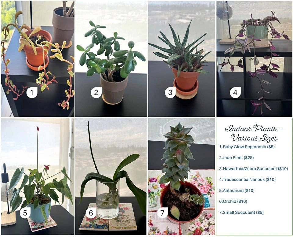 Indoor Plant Collection for Sale
