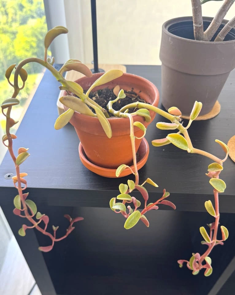 Indoor Plant Collection for Sale - photo 2