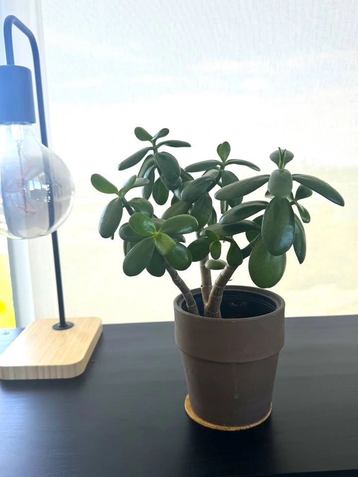 Indoor Plant Collection for Sale - photo 3