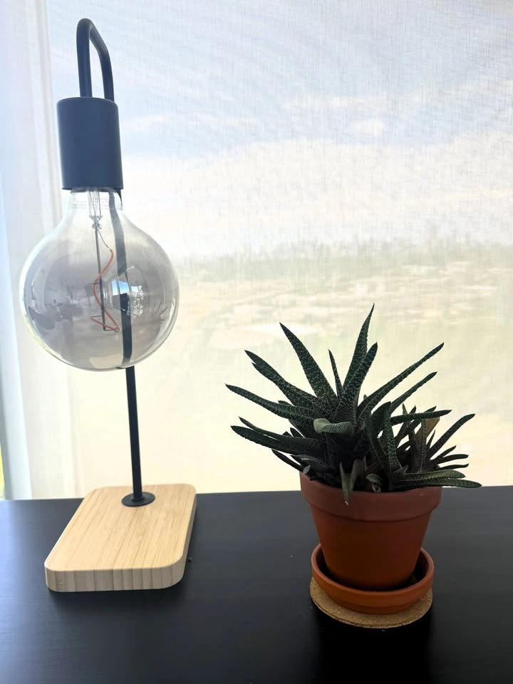 Indoor Plant Collection for Sale - photo 4