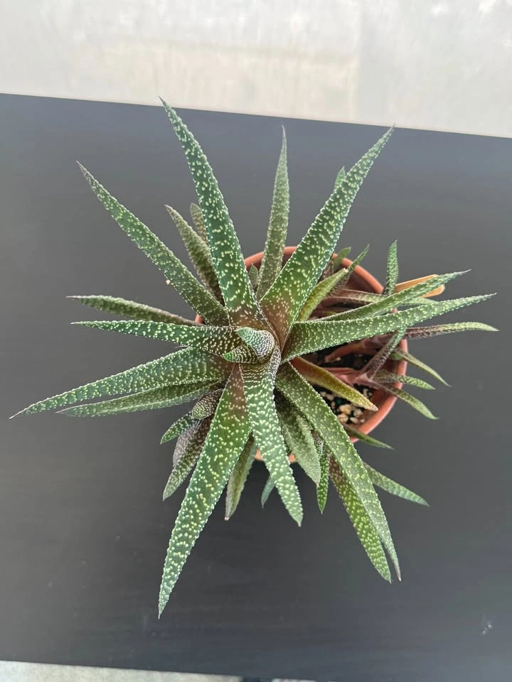 Indoor Plant Collection for Sale - photo 5