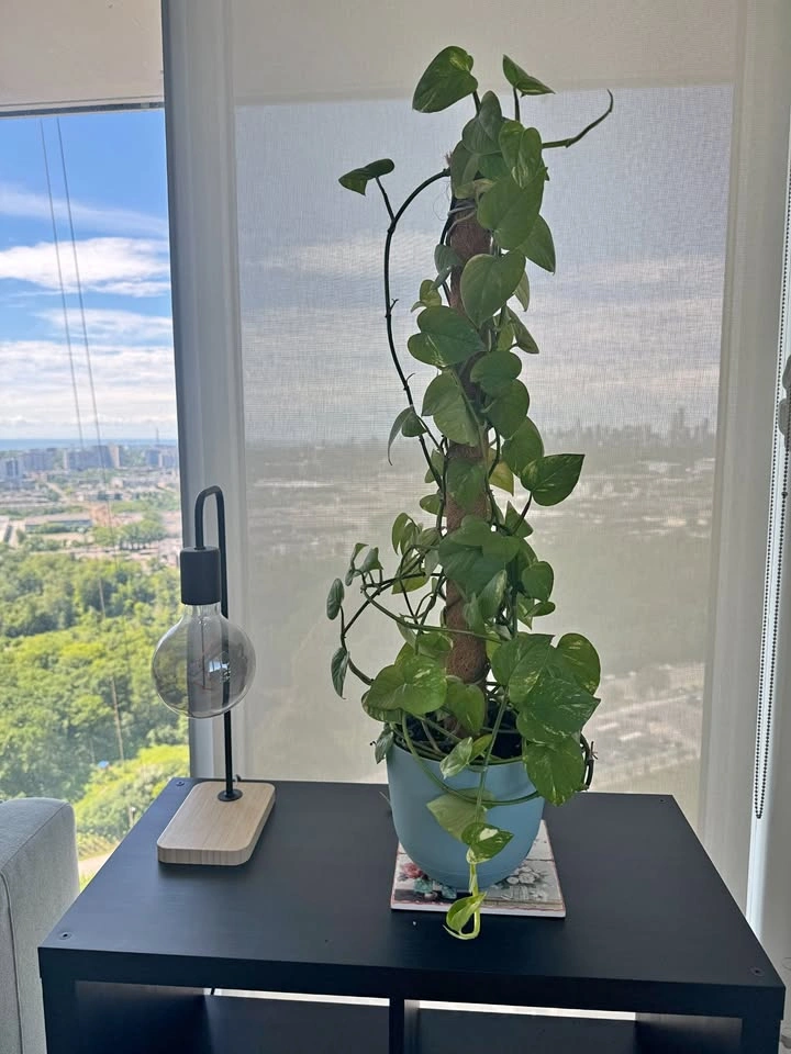 Golden Pothos