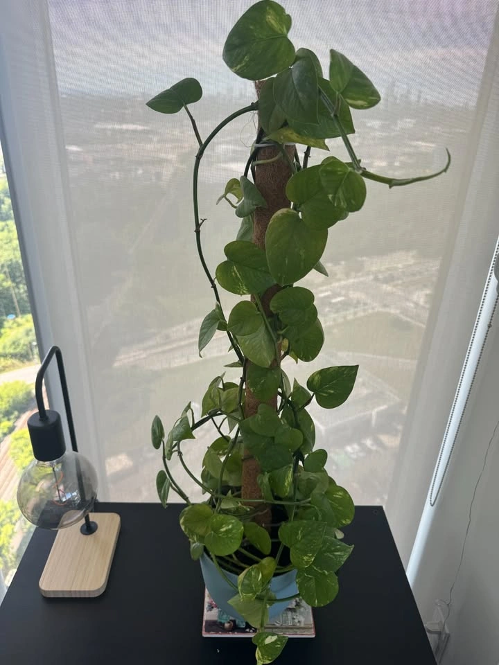 Golden Pothos - photo 2