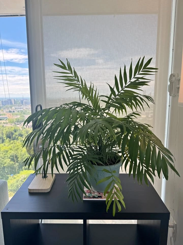 Large Mature Blooming Table Palm / Parlor Palm