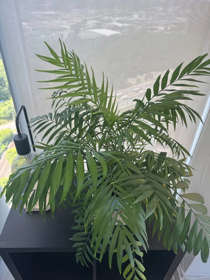 Large Mature Blooming Table Palm / Parlor Palm - photo 2