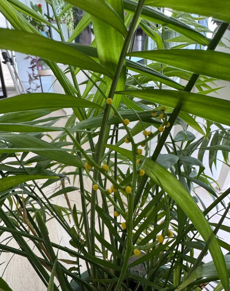 Large Mature Blooming Table Palm / Parlor Palm - photo 3