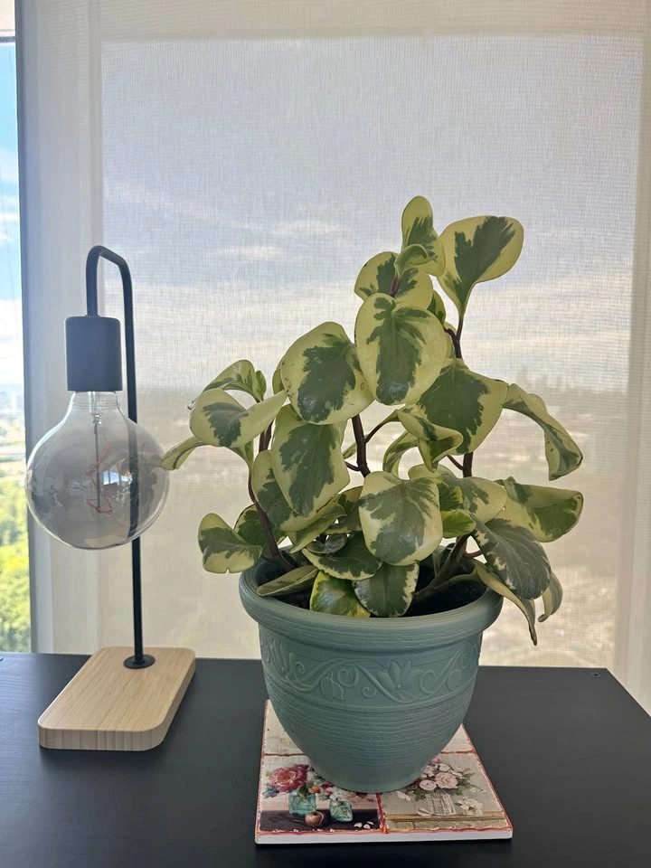 Variegated Peperomia