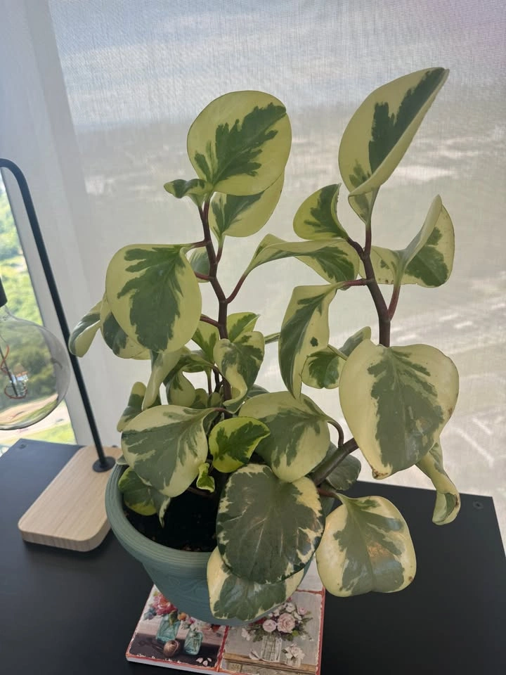 Variegated Peperomia - photo 2
