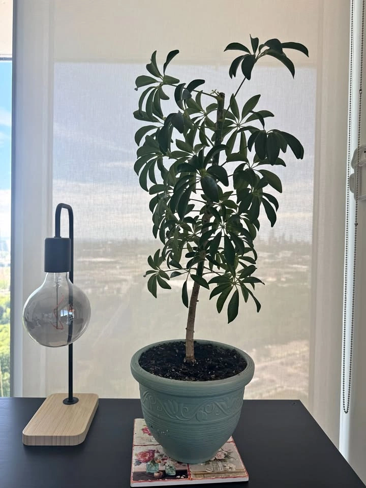 Schefflera / Umbrella Plant