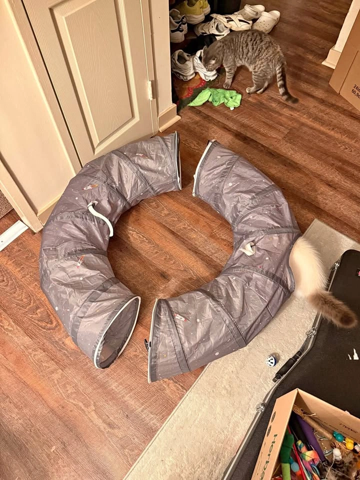 Donut Cat Tunnel