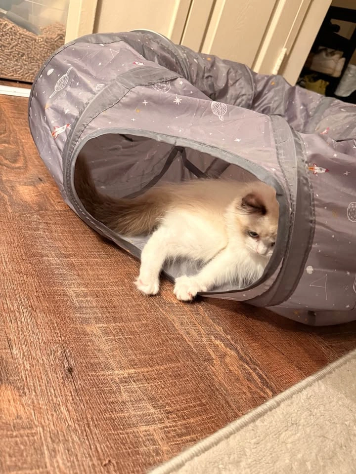 Donut Cat Tunnel - photo 3