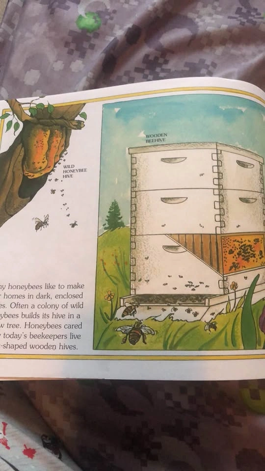⚽️ The Honey Makers Info Graphic Picture Book - photo 2