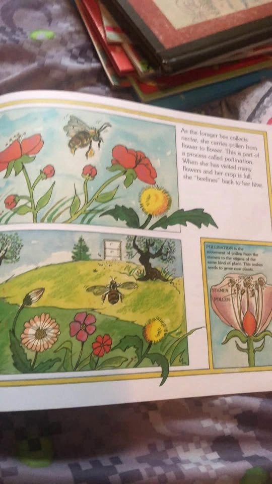 ⚽️ The Honey Makers Info Graphic Picture Book - photo 3