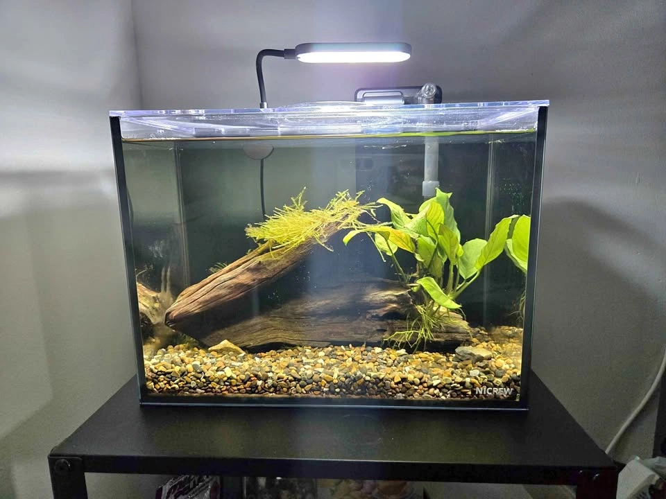 Aquascape (planted aquarium)