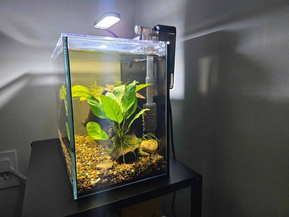 Aquascape (planted aquarium) - photo 2