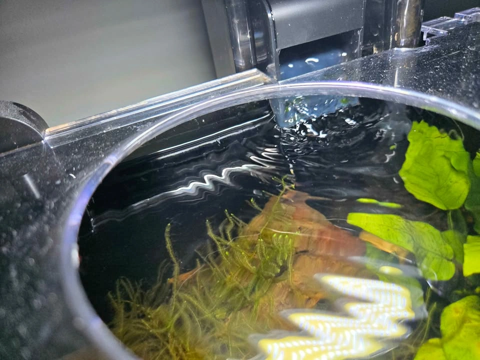 Aquascape (planted aquarium) - photo 3