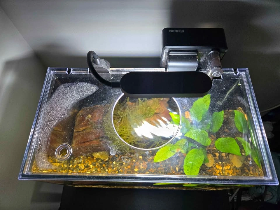 Aquascape (planted aquarium) - photo 4