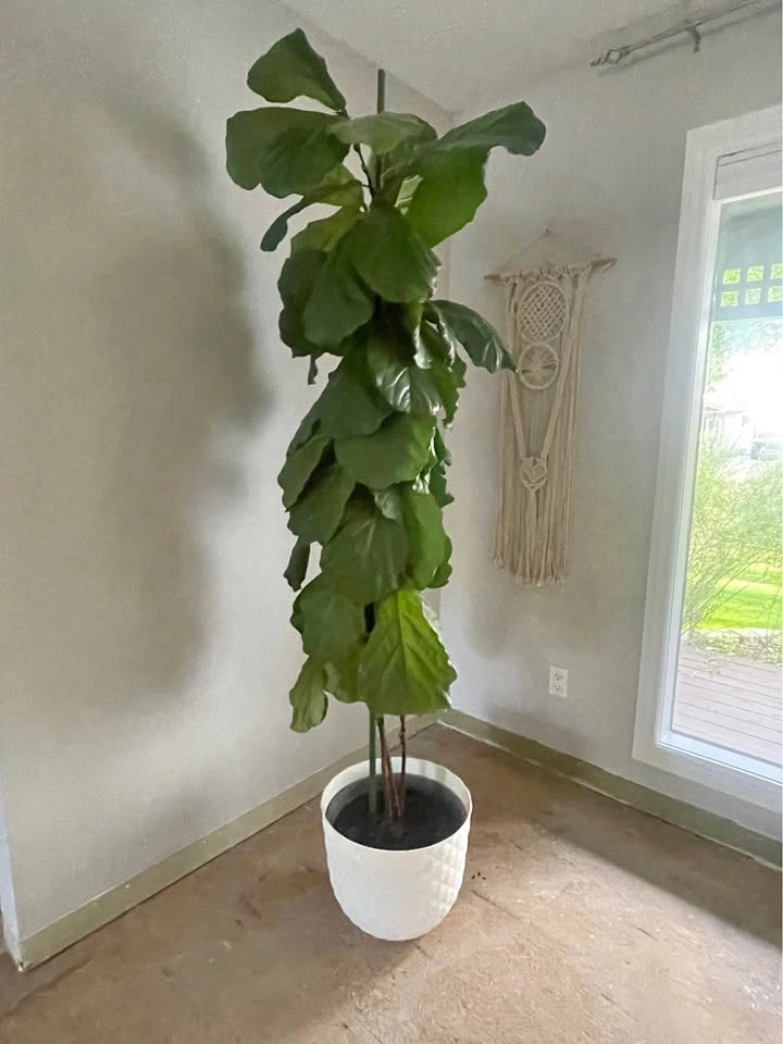 Large Fiddle Leaf Plant