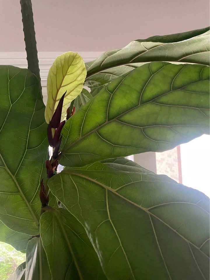 Large Fiddle Leaf Plant - photo 2