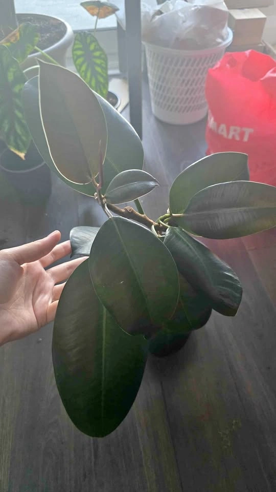 Rubber Plant (Ficus Elastica)