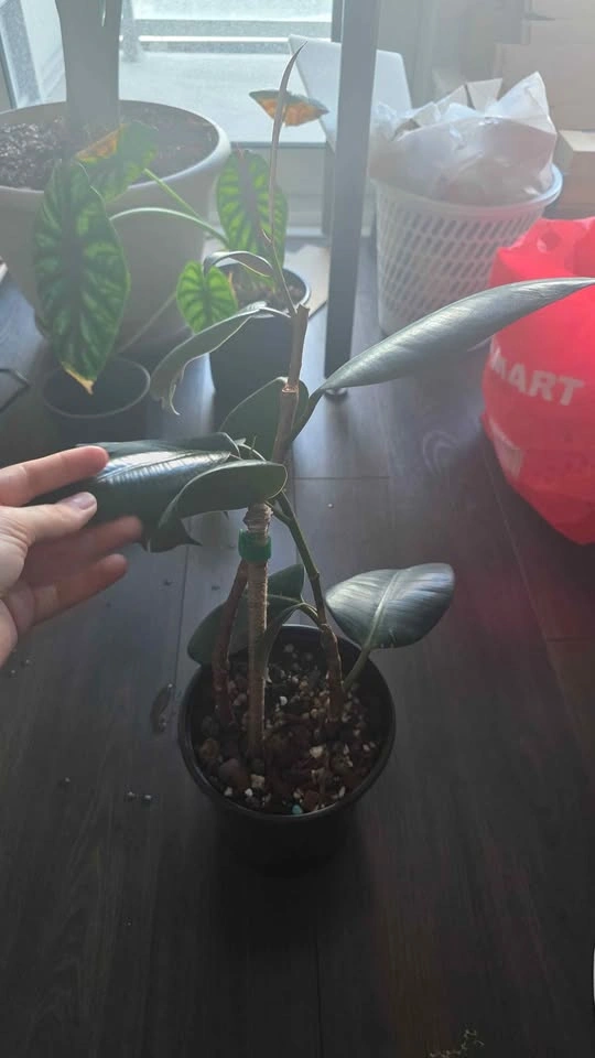 Rubber Plant (Ficus Elastica) - photo 2