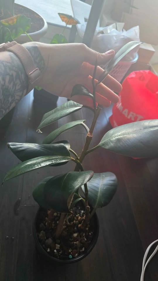 Rubber Plant (Ficus Elastica) - photo 3