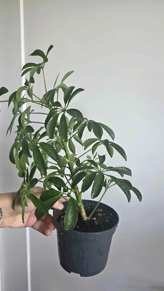 Schefflera (Umbrella Plant)
