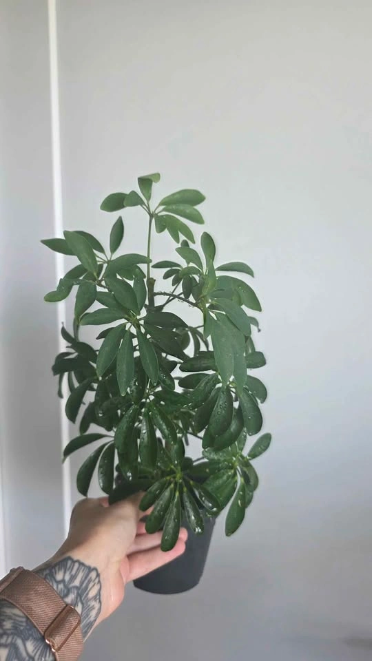 Schefflera (Umbrella Plant) - photo 2