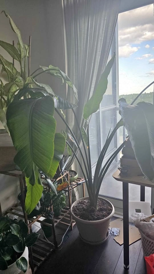 Strelitzia Nicolai (White Bird of Paradise)