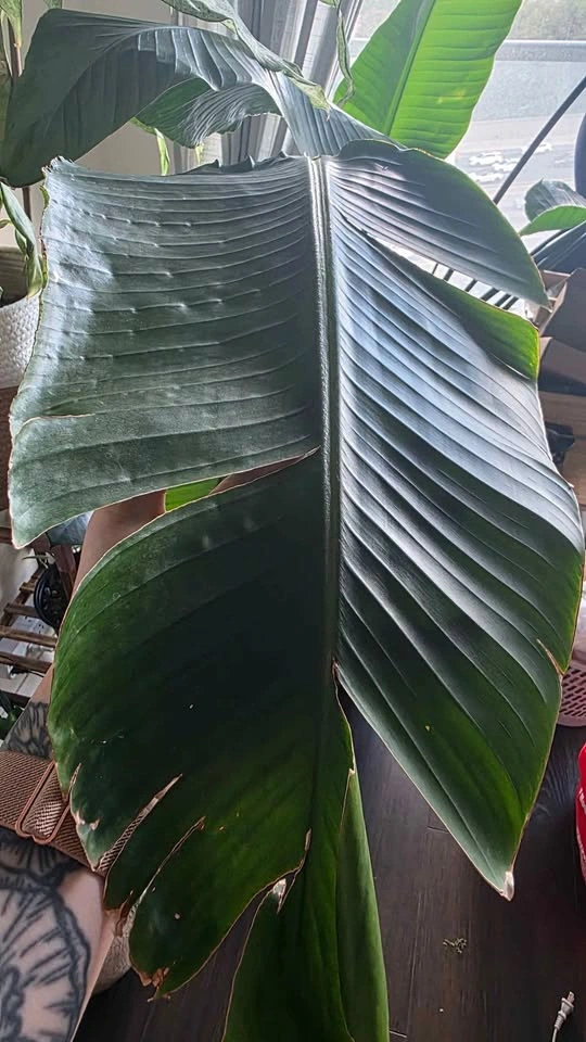 Strelitzia Nicolai (White Bird of Paradise) - photo 2