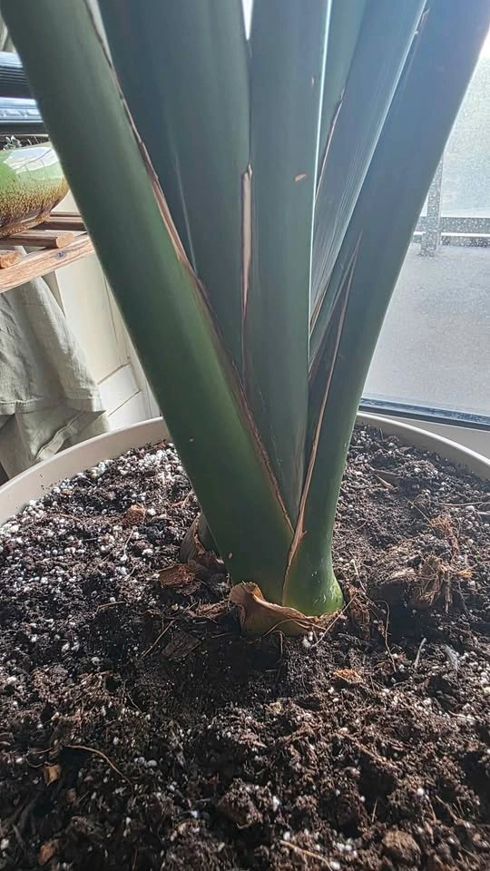 Strelitzia Nicolai (White Bird of Paradise) - photo 3