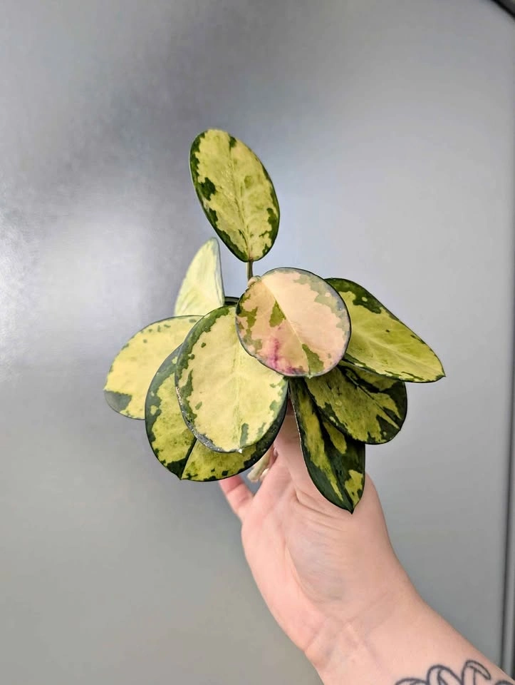 More hoya australis 'lisa' cuttings