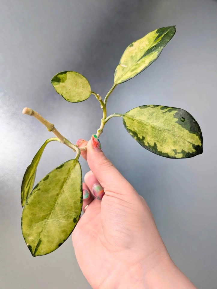 More hoya australis 'lisa' cuttings - photo 2