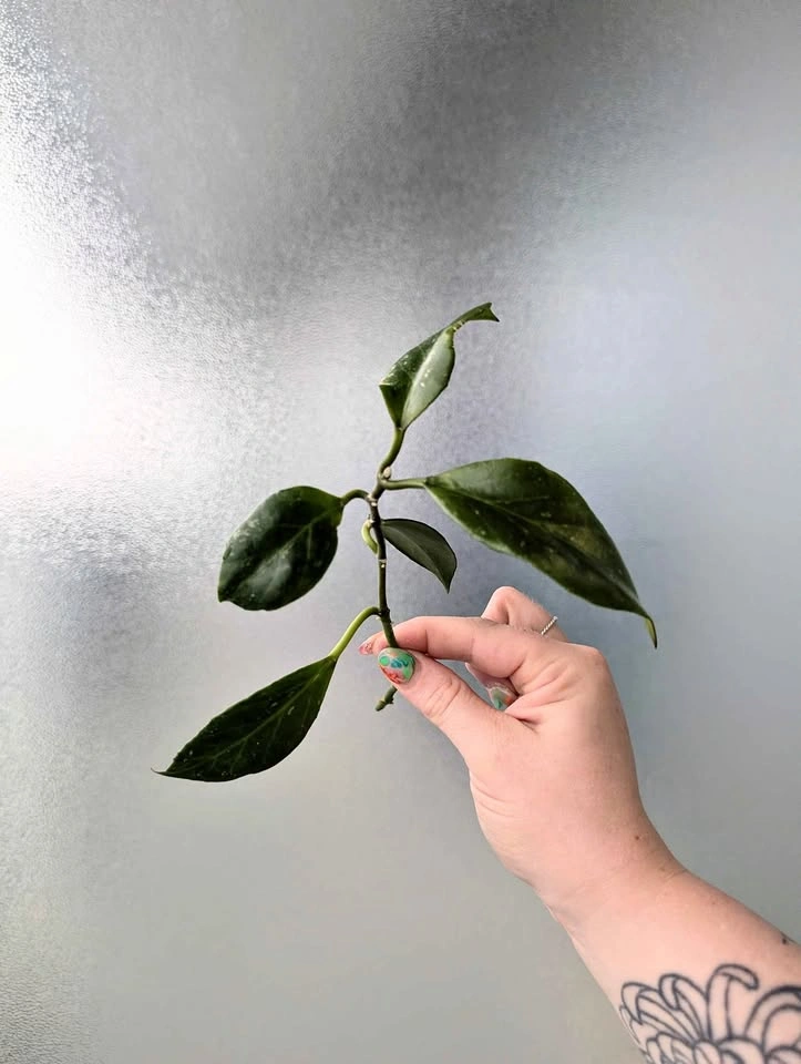 Hoya sunrise cutting