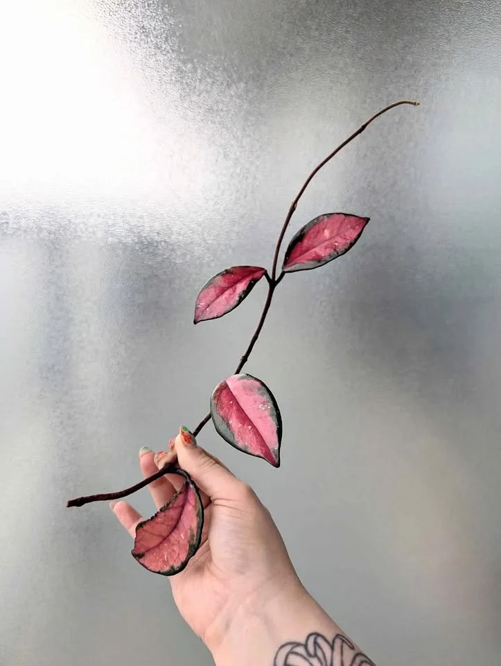 Hoya carnosa inner-variegated 'krimson princess'
