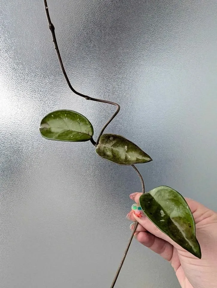 Hoya carnosa inner-variegated 'krimson princess' - photo 2