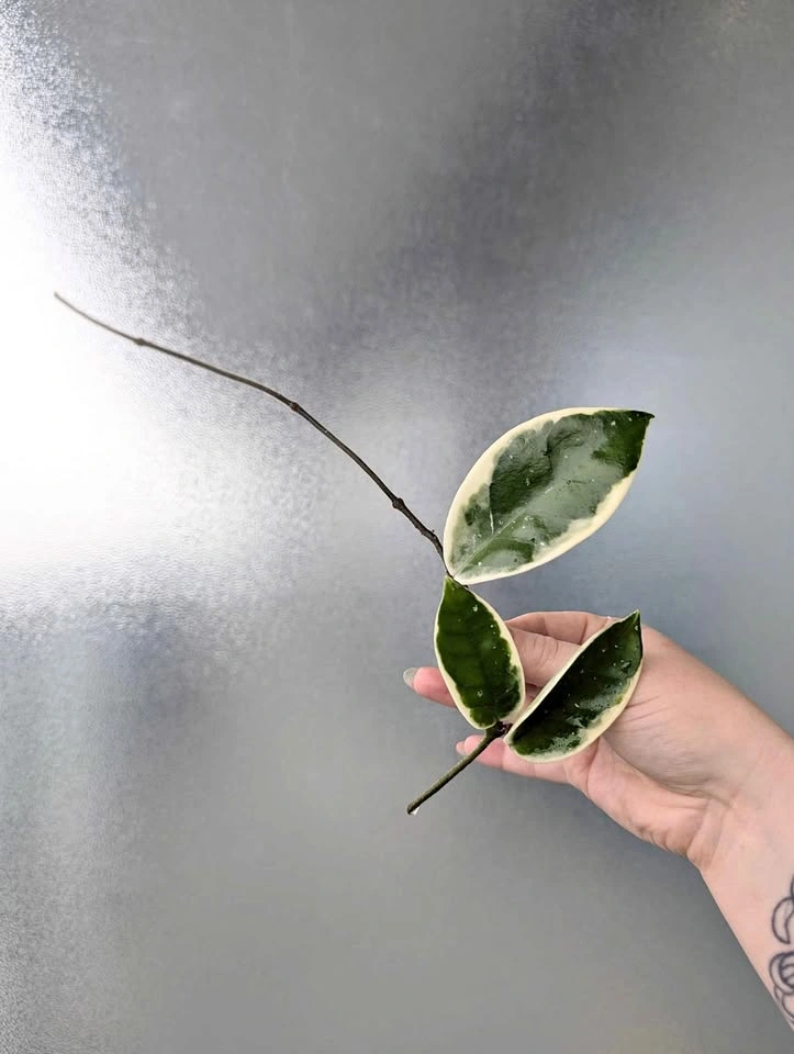Hoya carnosa outer-variegated cuttings ('krimson queen')