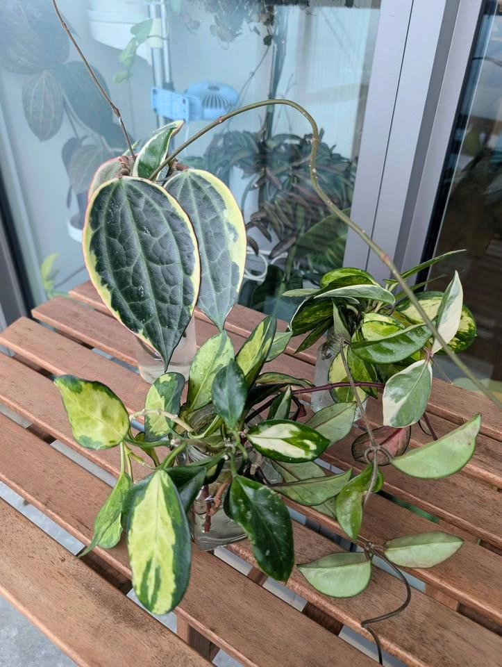 Hoya carnosa outer-variegated cuttings ('krimson queen') - photo 4
