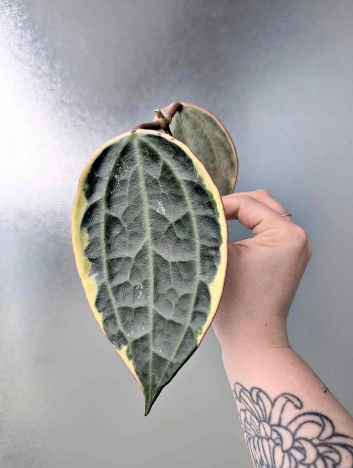 Giant hoya latifolia albomarginata 'Pot of Gold' cuttings