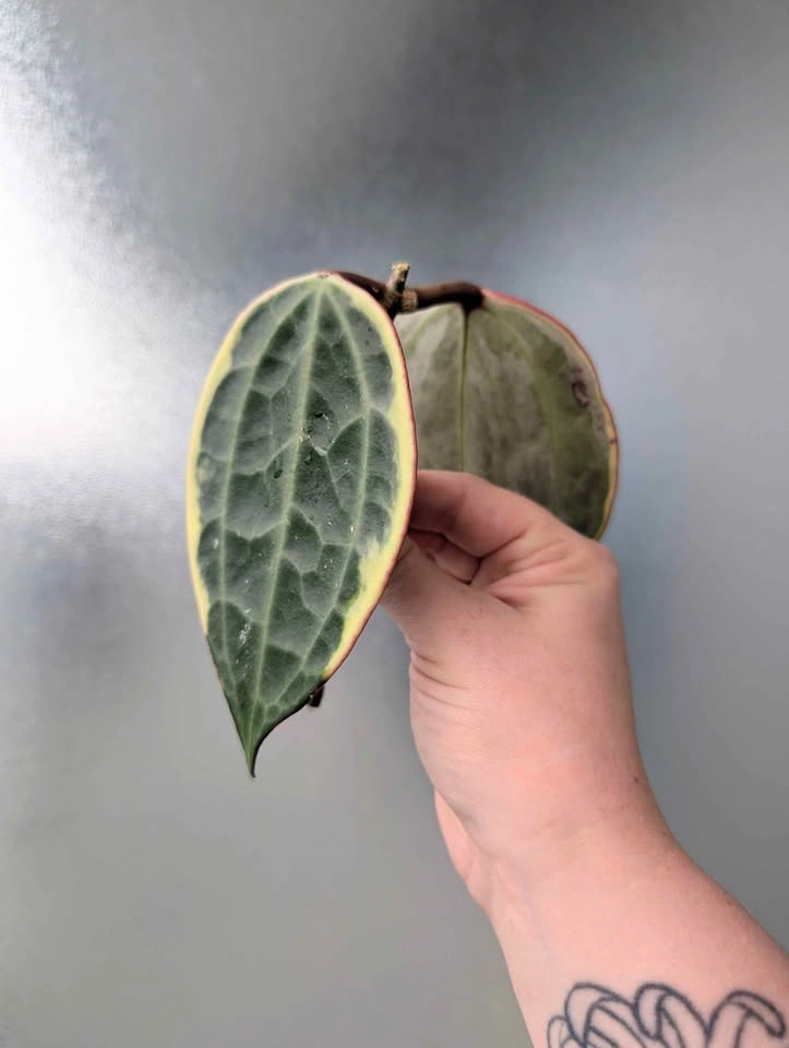Giant hoya latifolia albomarginata 'Pot of Gold' cuttings - photo 2