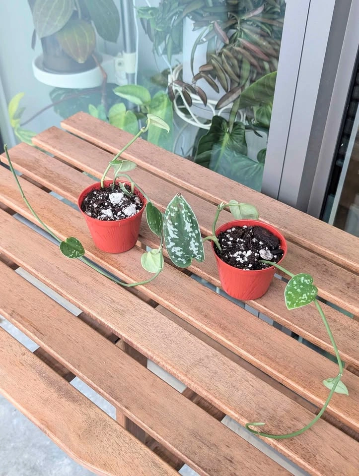 Scindapsus 'silvery ann' plants - photo 3