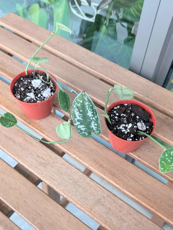 Scindapsus 'silvery ann' plants - photo 4