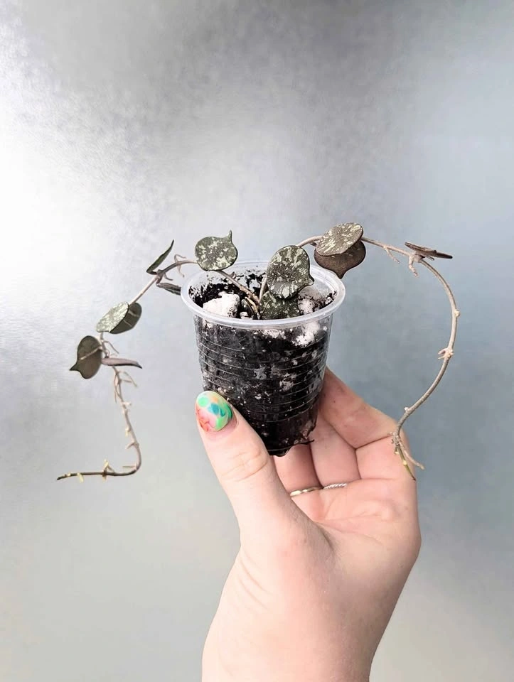 Hoya curtisii plants